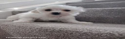 Maltese dogs for sale: Pure Maltese puppies❤️💙 - Advert 8
