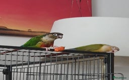 Conures birds for sale: 2 Lovely Green cheek conures for sale - Image 2