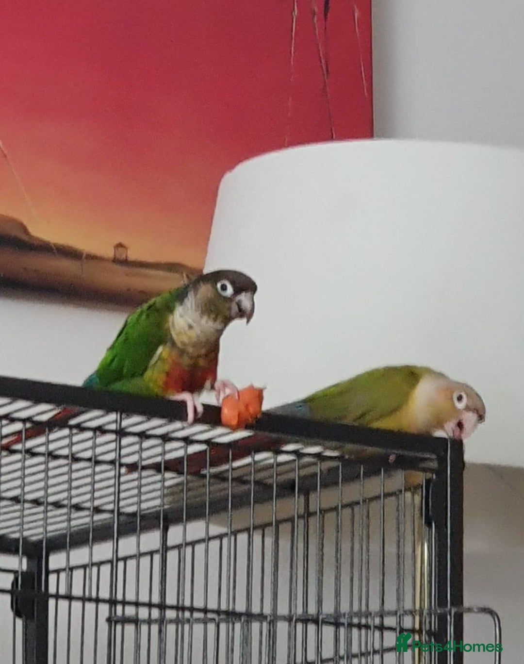 Conures birds for sale: 2 Lovely Green cheek conures for sale - Image 2