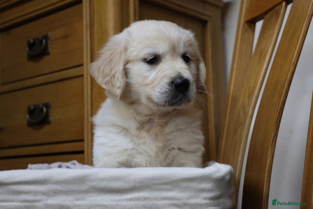 Golden Retriever dogs for sale: Out of DNA tested, kind & Champion bloodlines - Image 30
