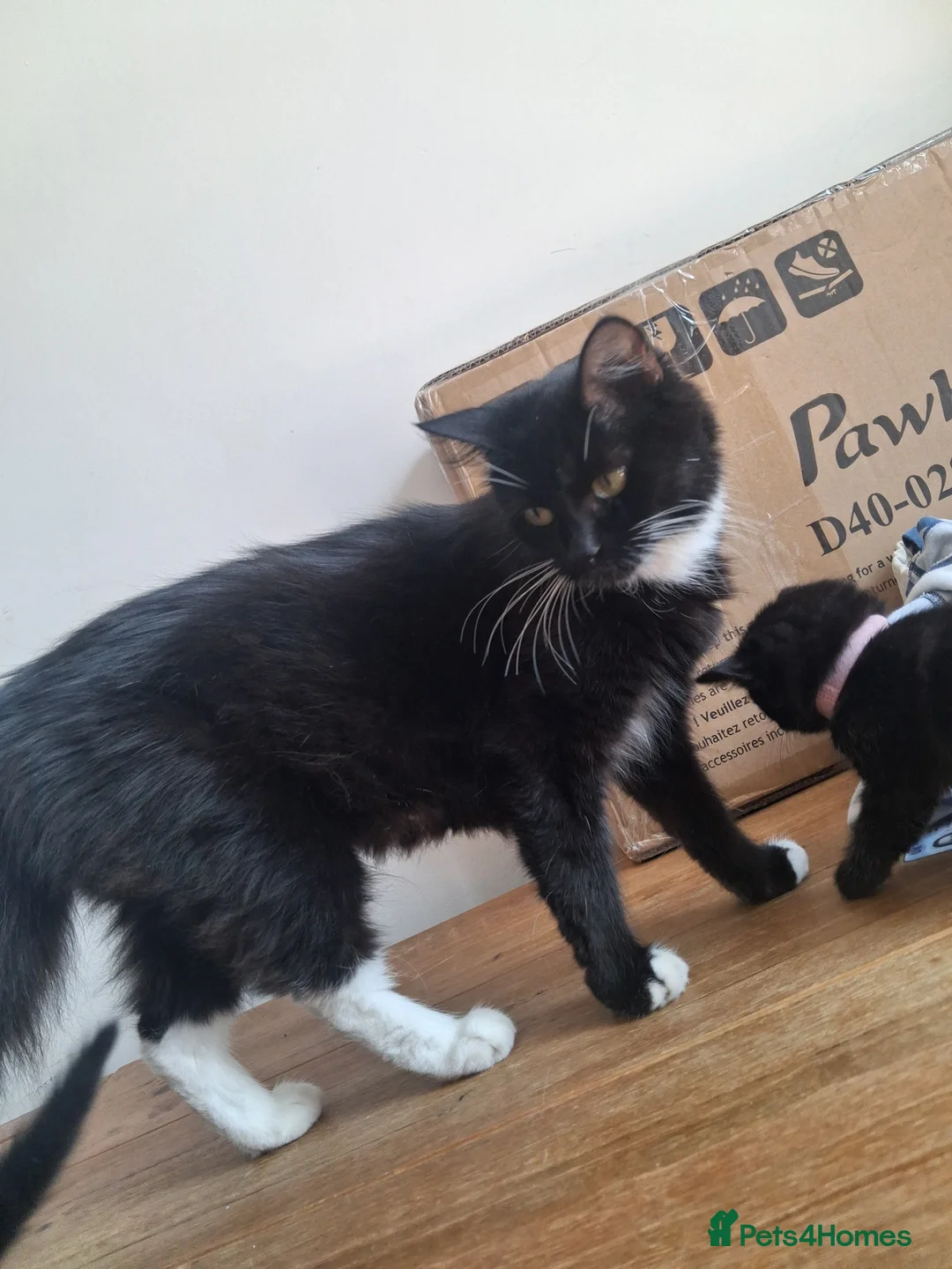 Mixed Breed cats for sale: Beautiful long haired fluffy kittens - Advert 2