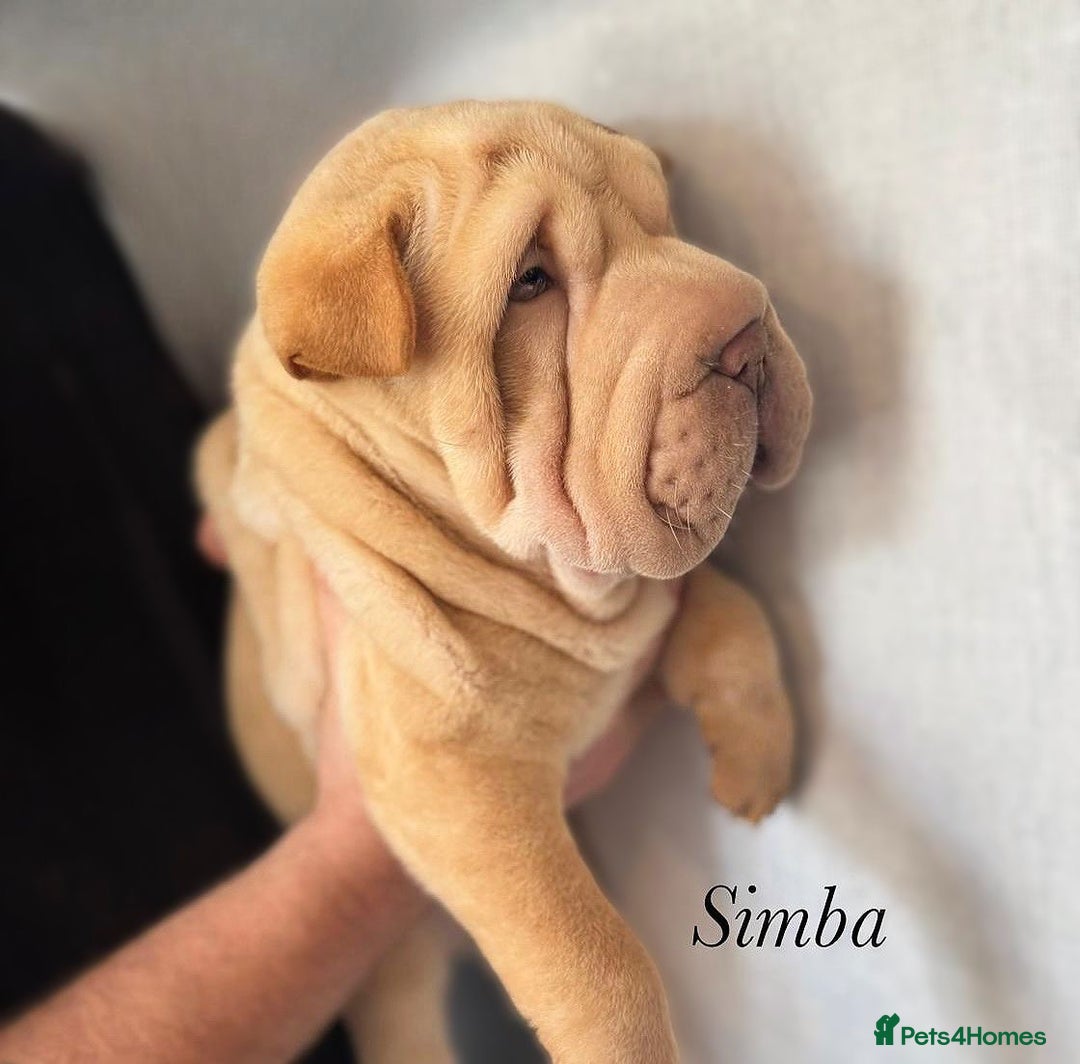 Shar Pei dogs for sale: 2 boys left full shar pei - Image 19