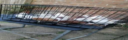 Pigeons birds for sale: Beautiful health Romanian Rollers in Norwich - Advert 2
