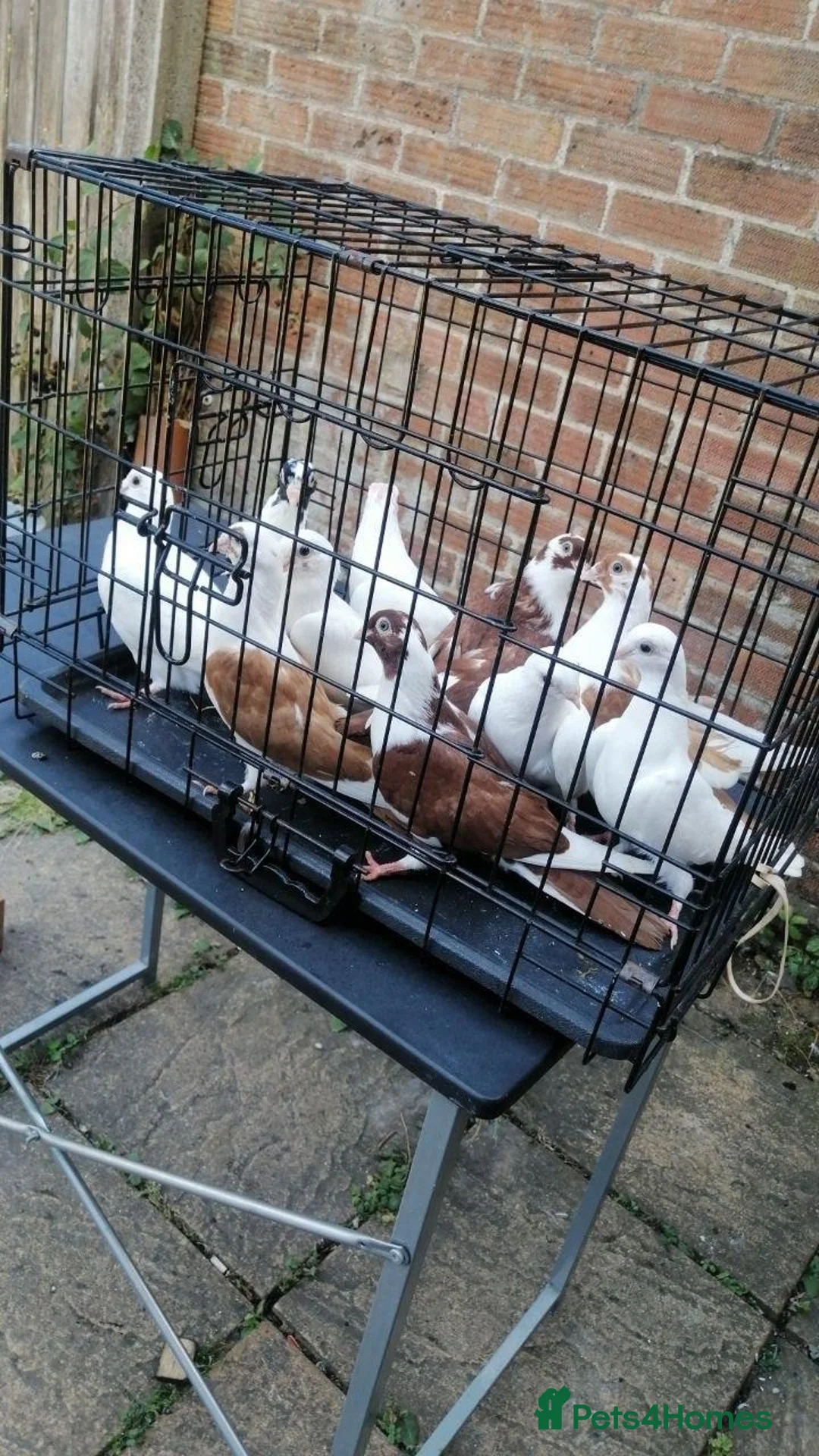 Pigeons birds for sale: Beautiful health Romanian Rollers in Norwich - Advert 2