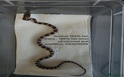 Corn Snake reptiles for sale: Cornsnake Hatchlings - Image 18