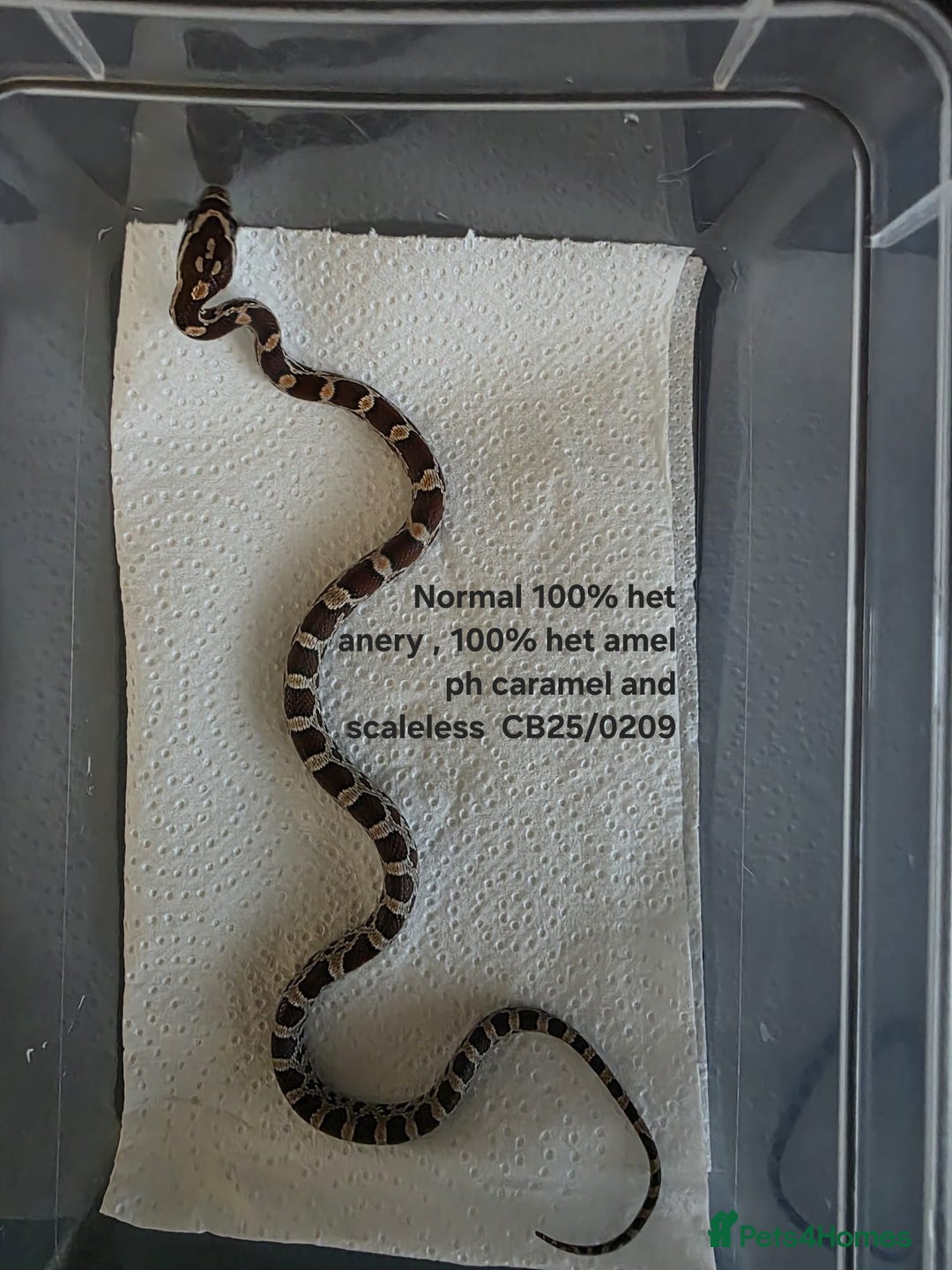 Corn Snake reptiles for sale: Cornsnake Hatchlings - Image 18