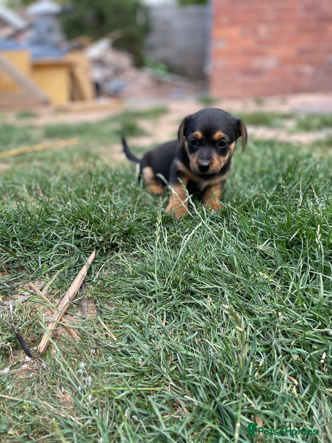 Mixed Breed dogs for sale: Jack Russell Black and Tan terrier puppies  - Image 1