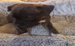 Staffordshire Bull Terrier dogs for sale: Staffordshire bull terrier pups - Image 9