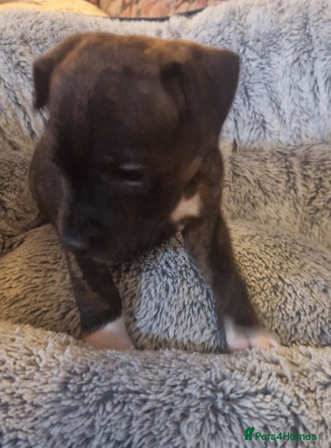 Staffordshire Bull Terrier dogs for sale: Staffordshire bull terrier pups - Image 9