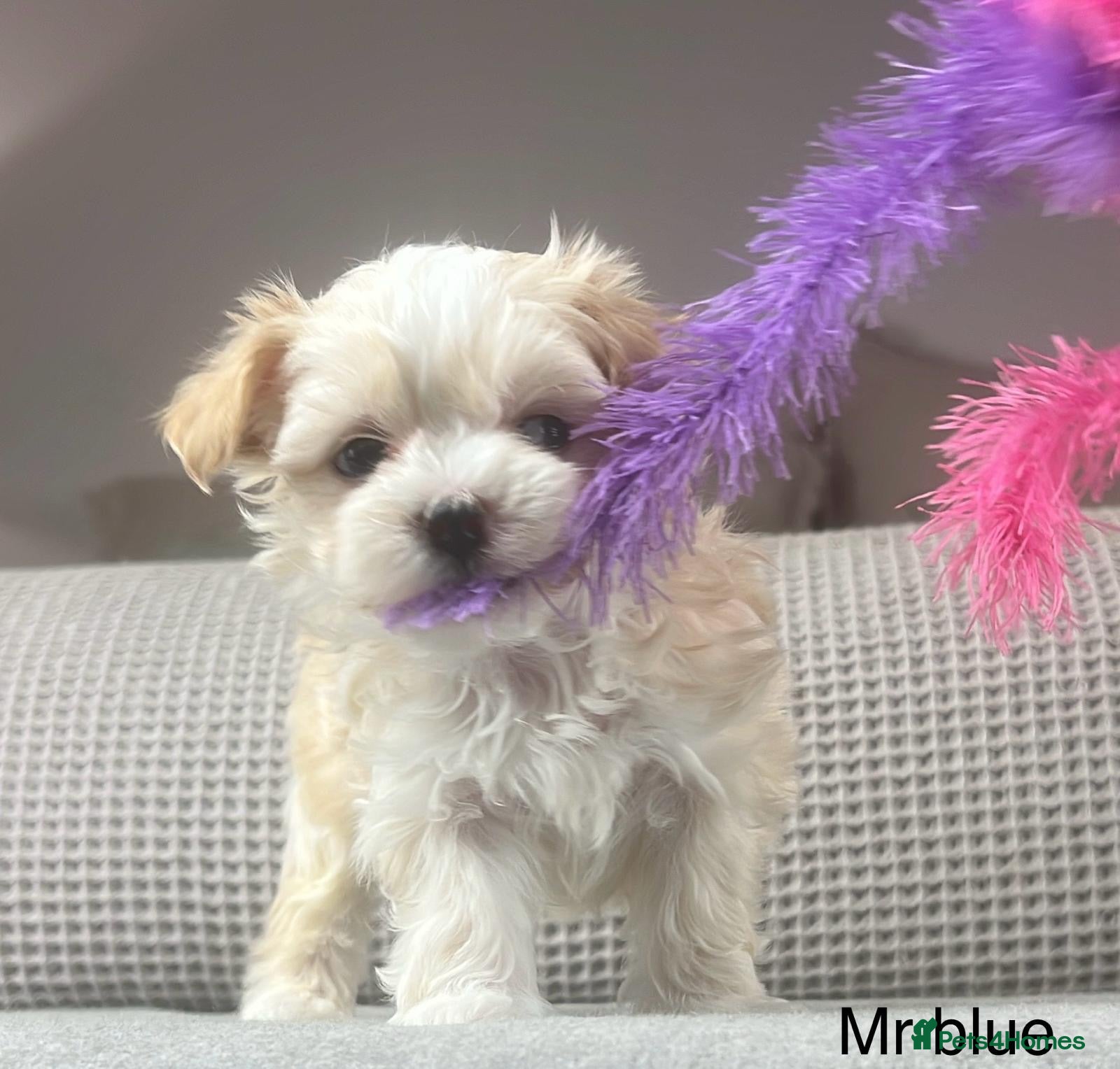 Maltipoo dogs F1b Maltipoo Mum. KC Maltese dad - Advert 5