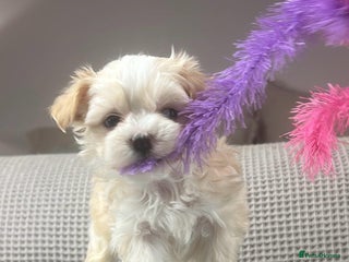 Maltipoo dogs F1b Maltipoo Mum. KC Maltese dad - Advert 5