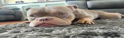American Bully dogs for sale: Exotic Bully pup - Advert 3