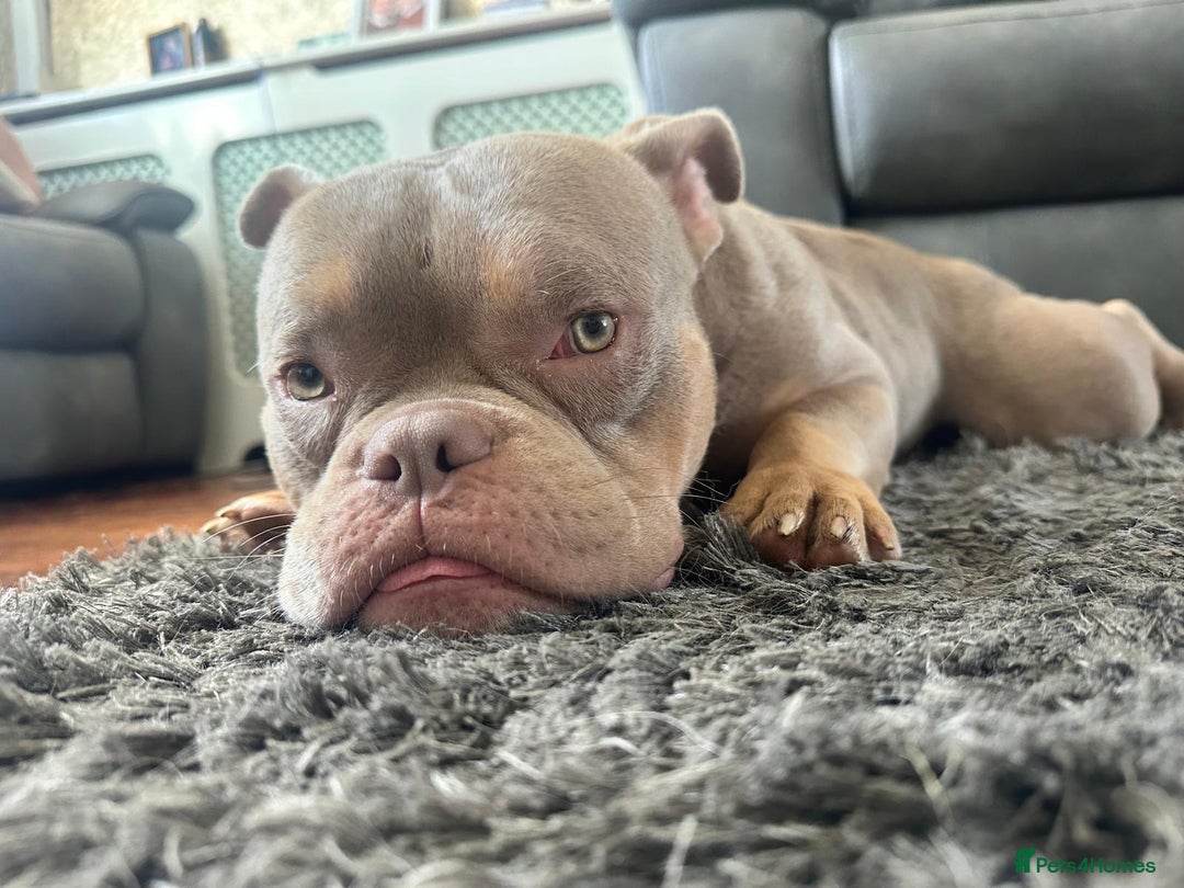 American Bully dogs for sale: Exotic Bully pup - Advert 3