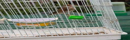 Finches birds for sale: Goldfinch canaries  - Advert 5
