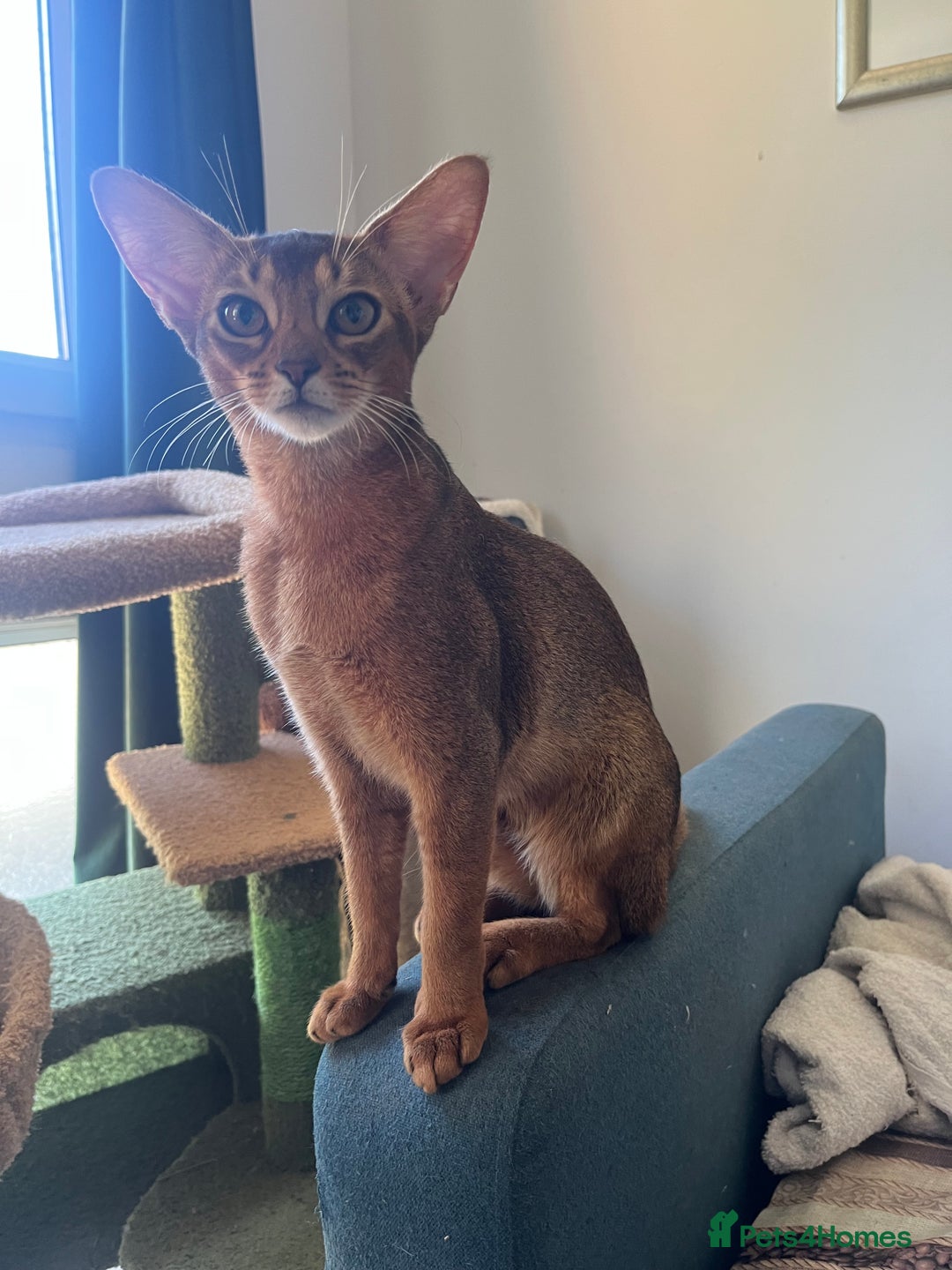 Abyssinian cats for sale: Beautiful Aby Girls in Northwood - Image 5