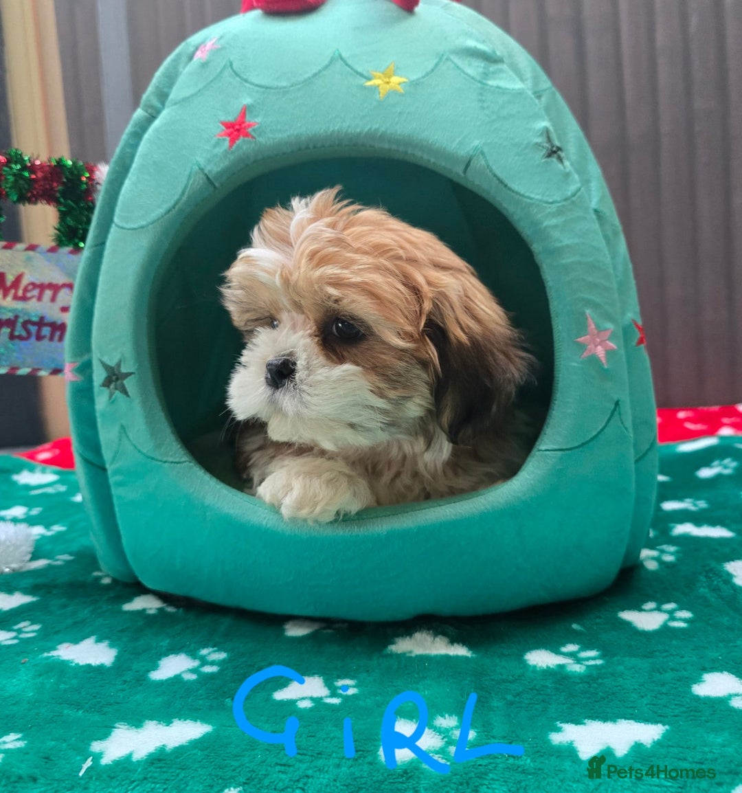 Shih Tzu dogs for sale: Little White Hearts Seeking Their Forever Homes - Advert 9