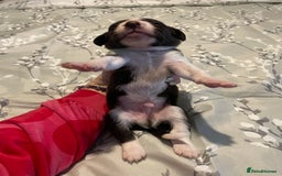 Mixed Breed dogs for sale: Sprollies - Image 10