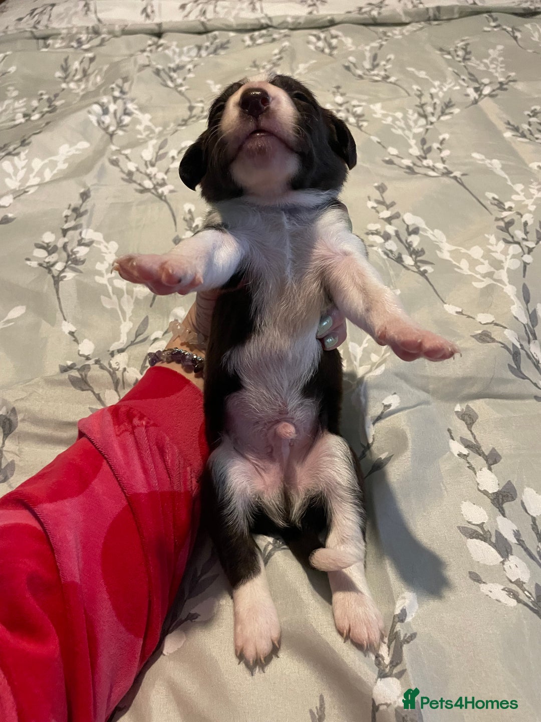 Mixed Breed dogs for sale: Sprollies - Image 10