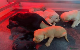 Labrador Retriever dogs for sale: Labrador pups  - Image 20