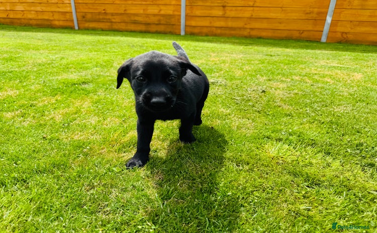 Labrador Retriever dogs - Advert 3