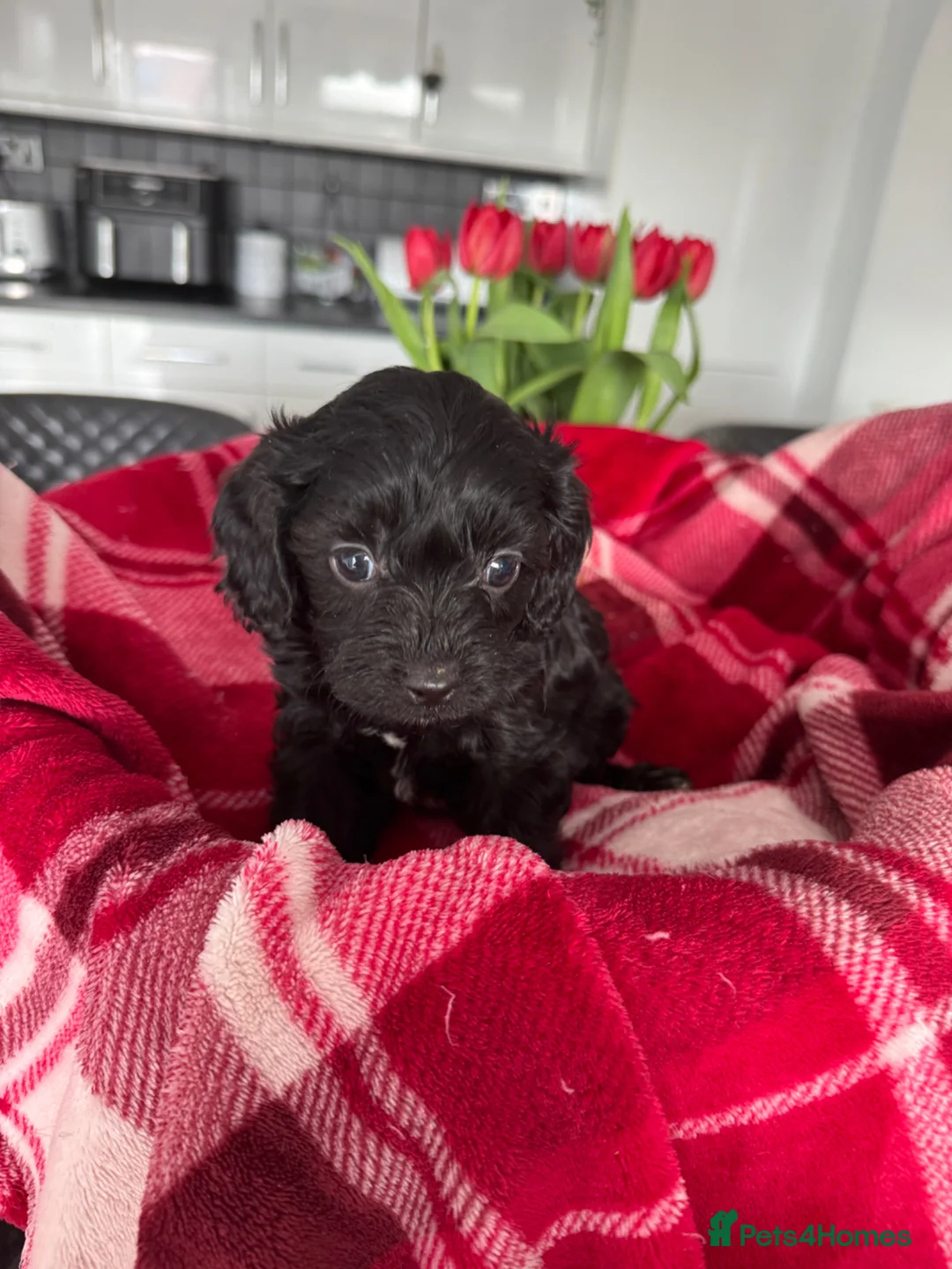 Cavapoo dogs for sale: Beautiful Cavapoo puppies - Advert 20