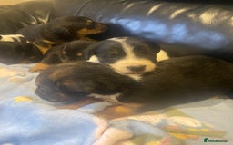 Jack Russell dogs for sale: Adorable Jack Russell puppy’s - Advert 5