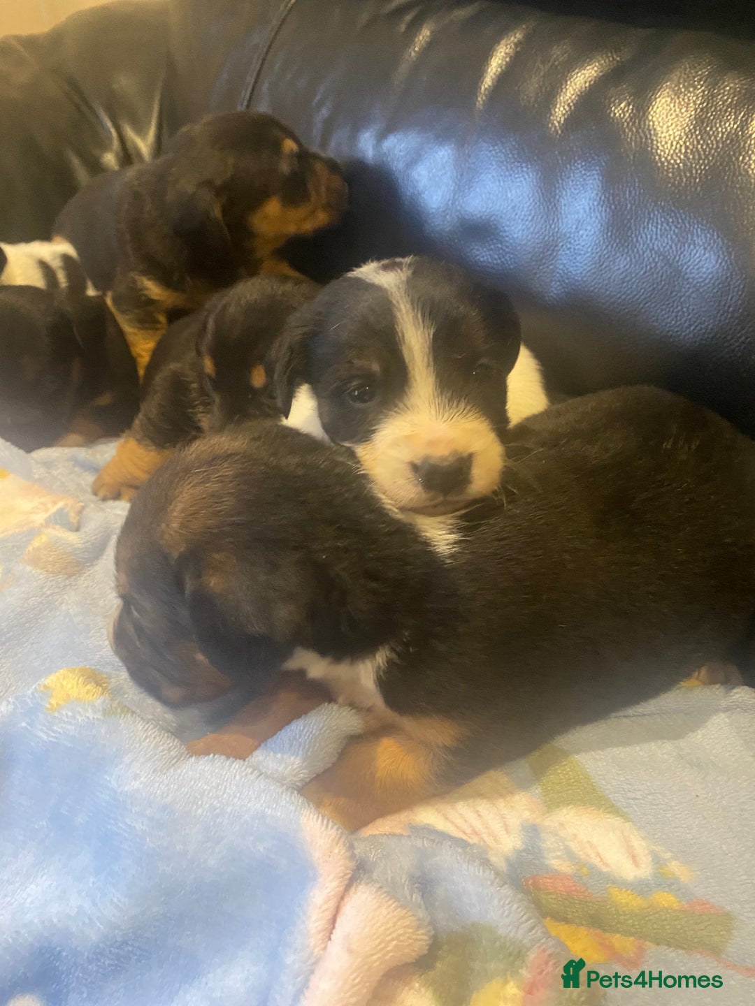 Jack Russell dogs for sale: Adorable Jack Russell puppy’s - Advert 5