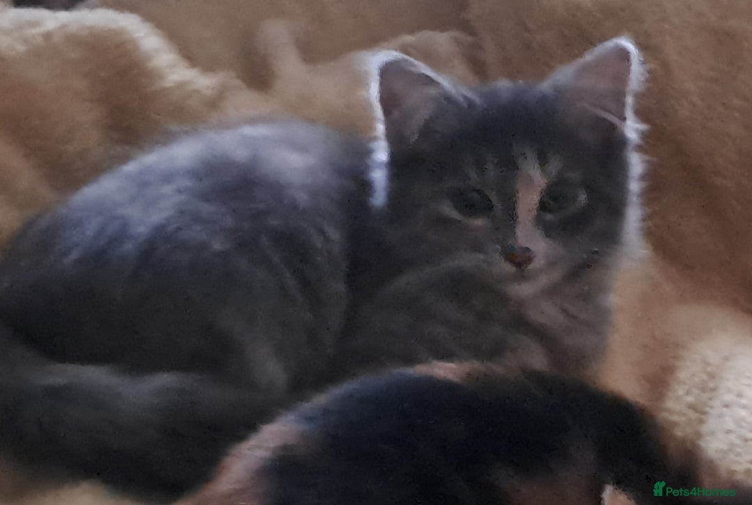 Mixed Breed cats for sale: 3 Stunning female kittens ready for their new home - Advert 5