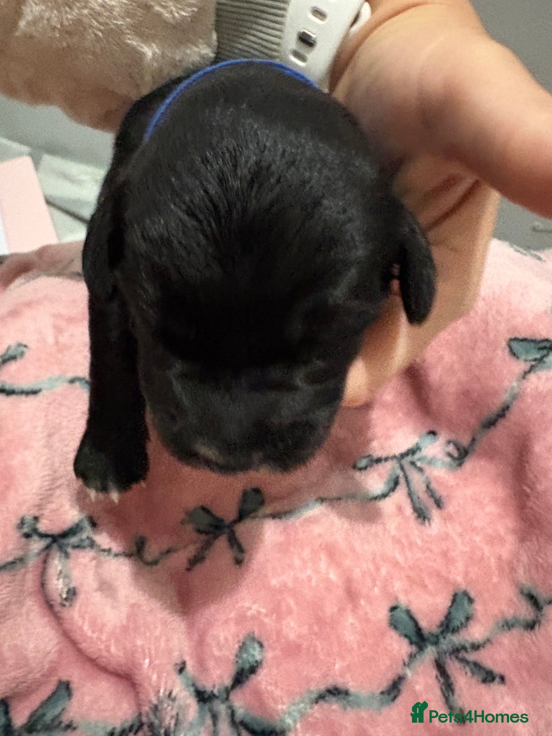 Cockapoo dogs for sale: Cockapoo puppies for sale  - Advert 3