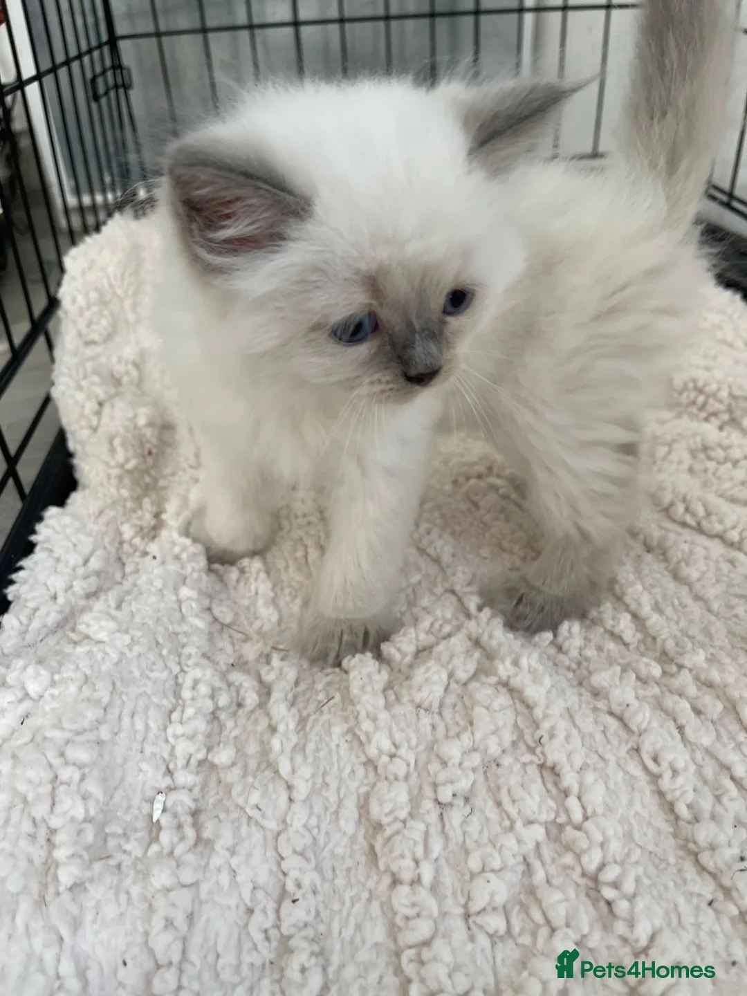 Ragdoll cats for sale: Ragdoll  - Advert 12