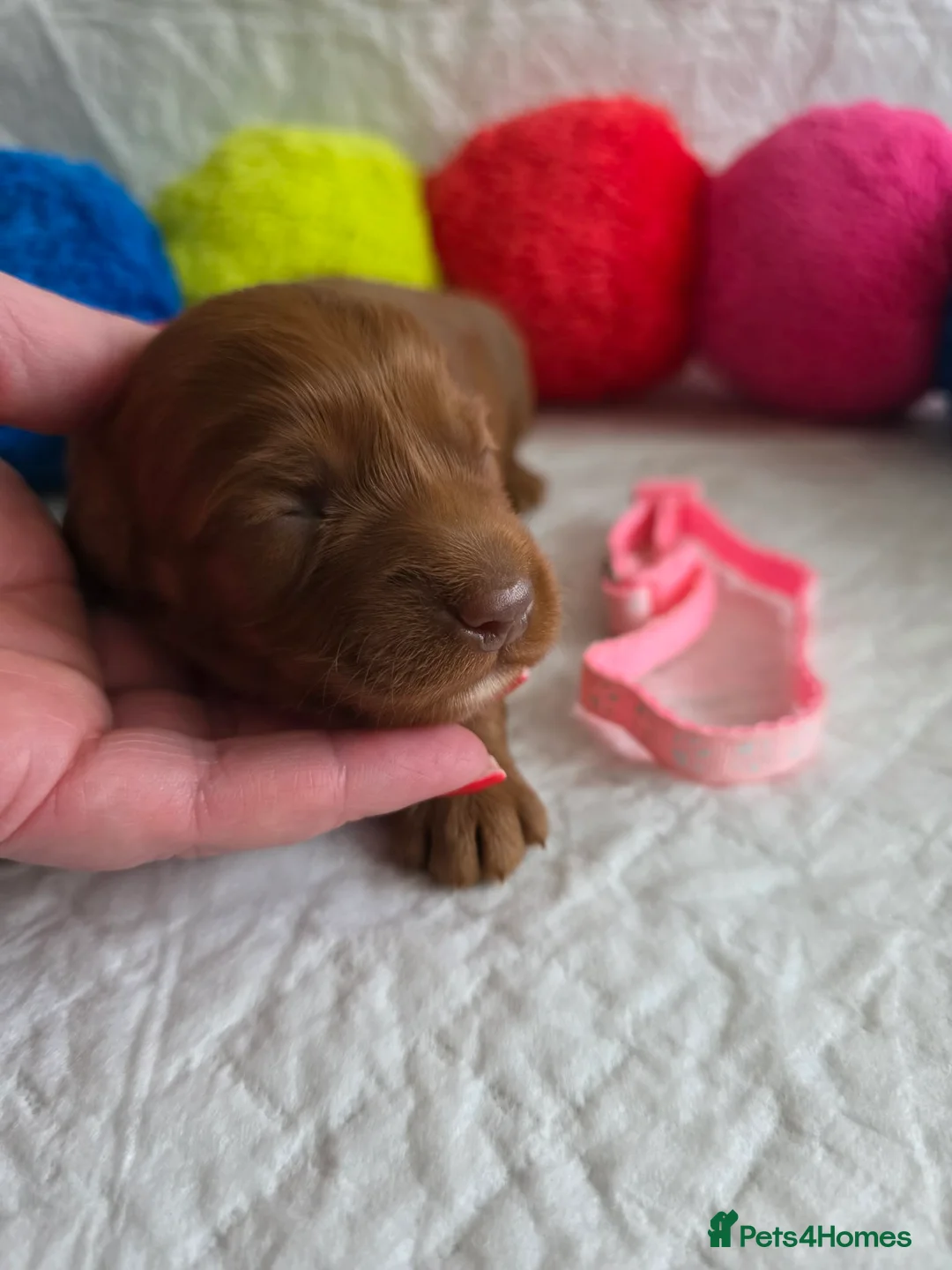 Australian Labradoodle dogs for sale:  👑 Multigen Toy Bred Australian Double Doodles 👑 - Advert 24