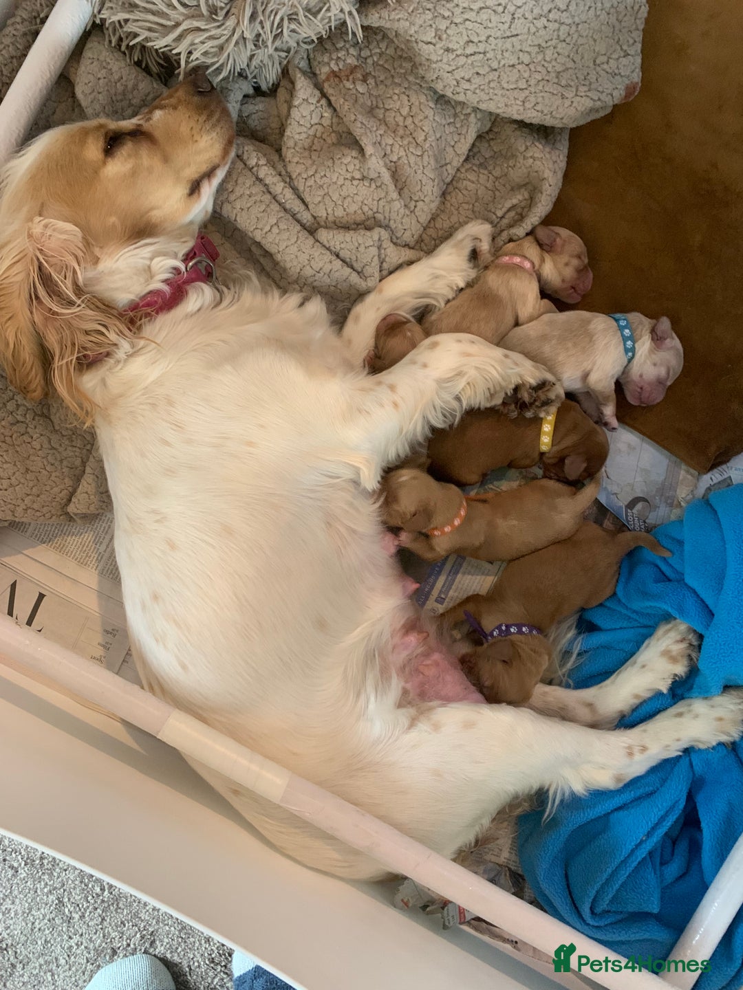 Cockapoo dogs for sale: Cockapoo puppies - Image 3