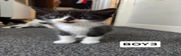Mixed Breed cats for sale: 6 kittens ready to go to their forever home in Lincoln - Advert 18