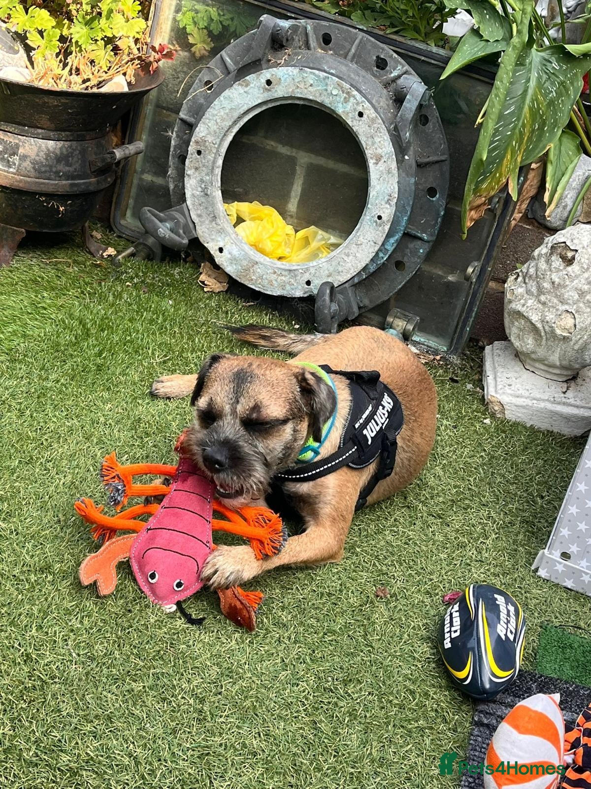 Border Terrier dogs Border terrier dog for sale - Advert 10