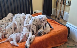 Dalmatian dogs for sale: 3 males available - Image 7