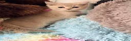 British Shorthair cats for sale: Lilac GCCF registered BSH kittens in Swansea - Advert 25