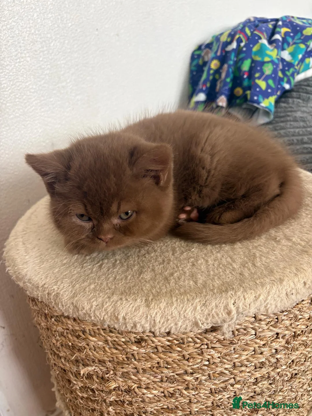 British Longhair cats for stud: Stunning British Longhair for Stud,show bloodline - Advert 2