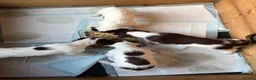 English Springer Spaniel dogs for sale: Gorgeous Springer Spaniel Pups - Advert 16
