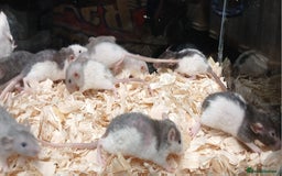 Rat rodents for sale: Baby Dumbo Rats Females  - Image 9