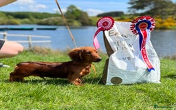 Miniature Dachshund dogs for stud: Miniature long hair(crufts qualified for life) in Bridge of Weir - Image 11