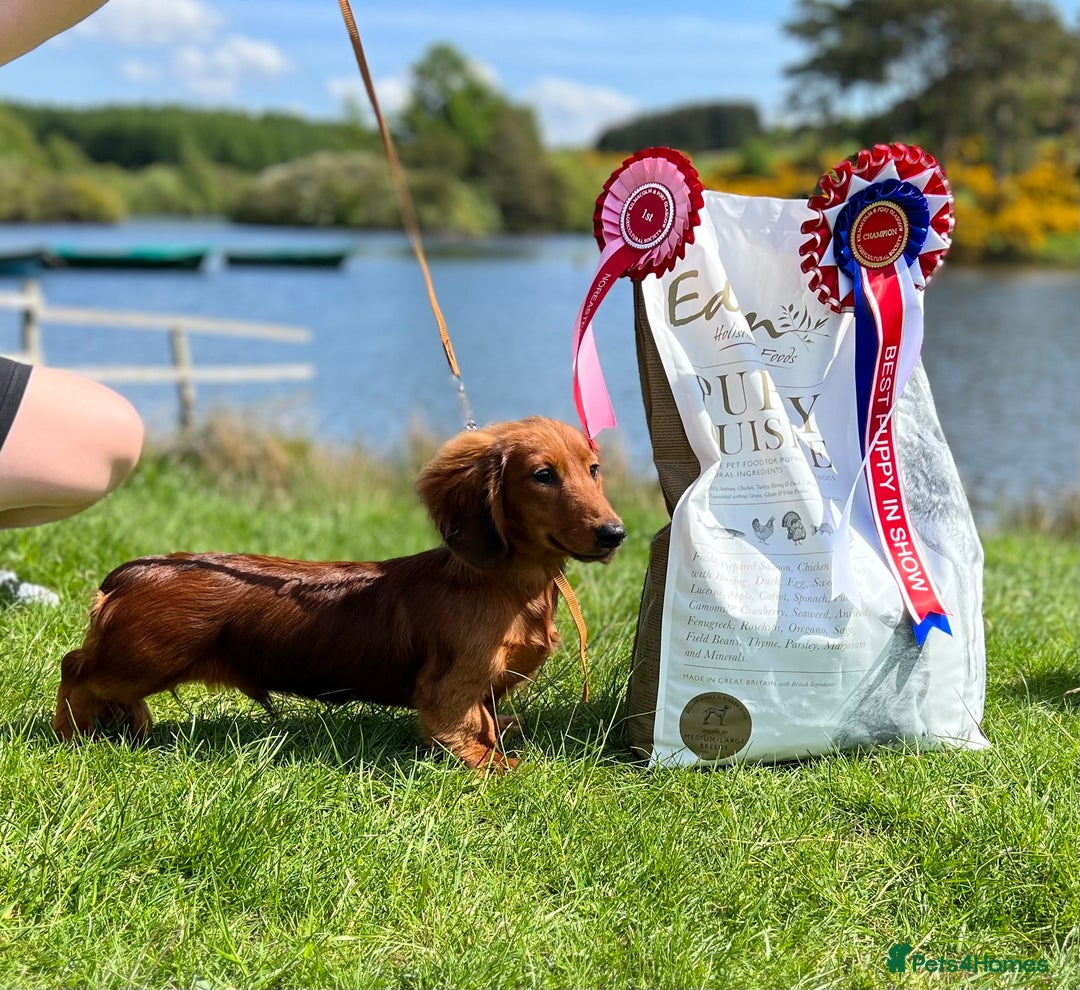 Miniature Dachshund dogs for stud: Miniature long hair(crufts qualified for life) in Bridge of Weir - Image 11
