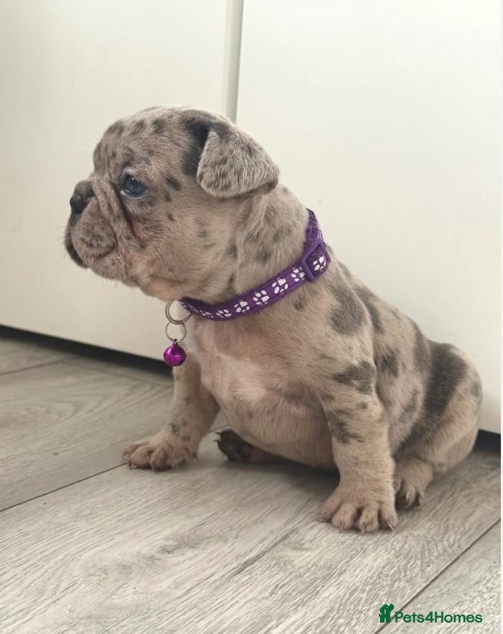 French Bulldog dogs Beautiful French Bulldog Puppies - Advert 2