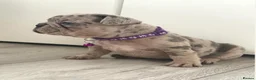 French Bulldog dogs for sale: Beautiful French Bulldog Puppies in Bath - Advert 9
