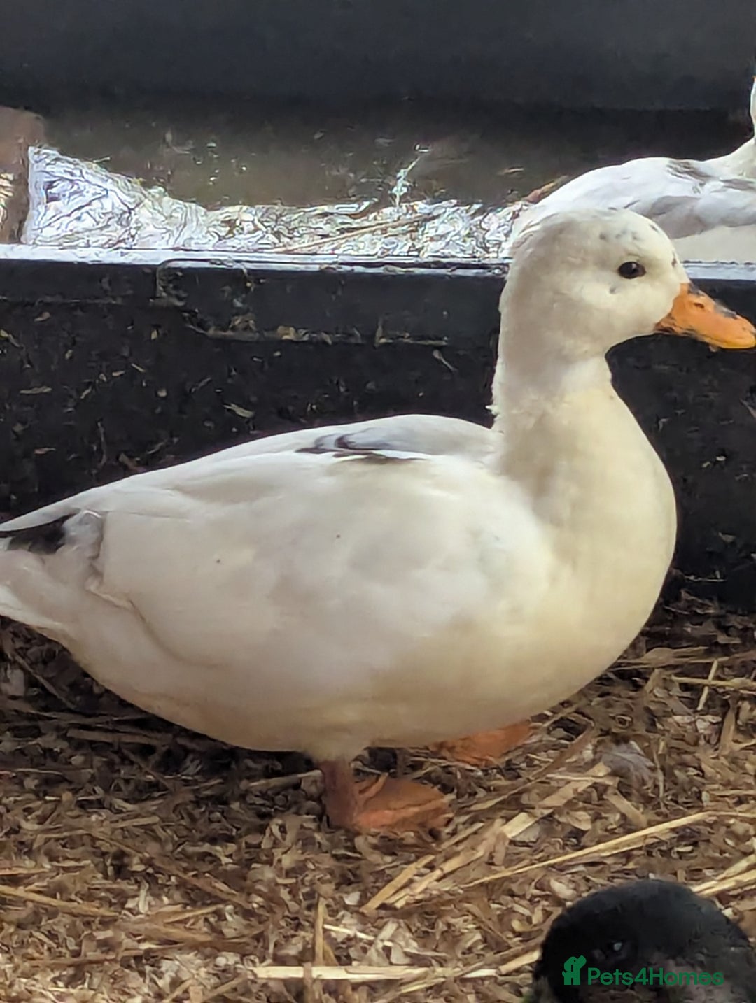 Ducks poultry for sale: Pure call ducks looking for a new pond.  - Image 7