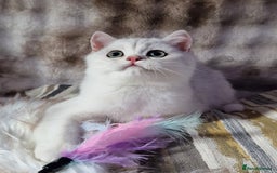 British Shorthair cats for sale: GOLDEN & SILVER BRITISH SHORTHAIR KITTENS TICA - Image 10