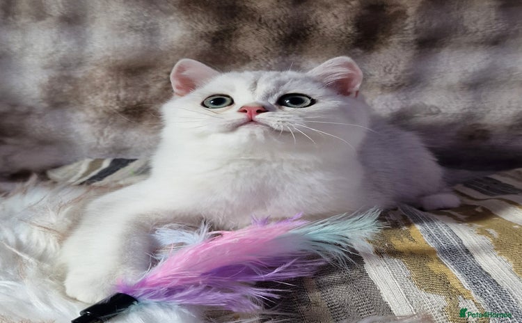 British Shorthair cats - Advert 2