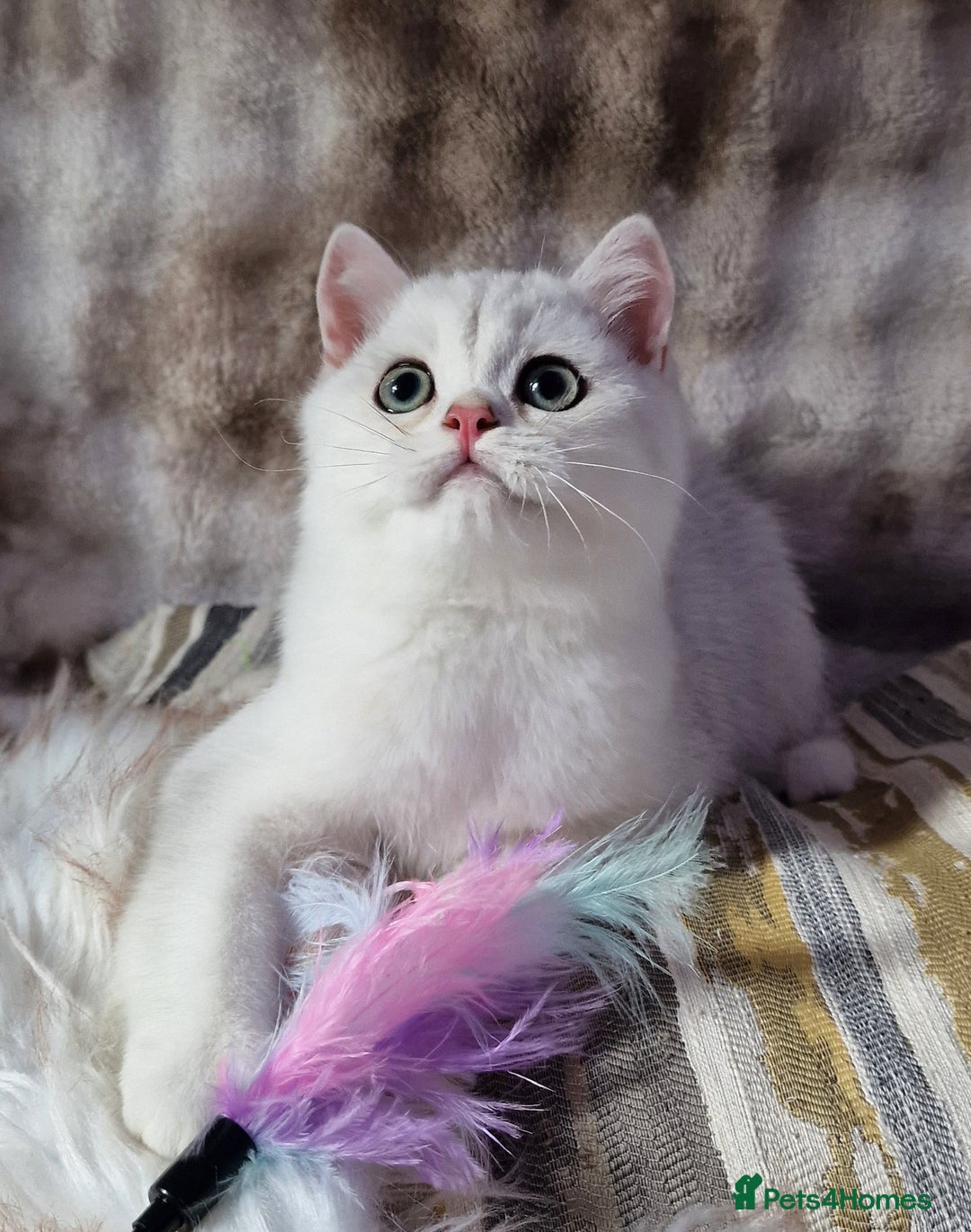 British Shorthair cats for sale: GOLDEN & SILVER BRITISH SHORTHAIR KITTENS TICA - Image 10