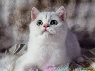 British Shorthair cats - Advert 4