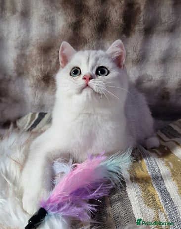 British Shorthair cats - Advert 2
