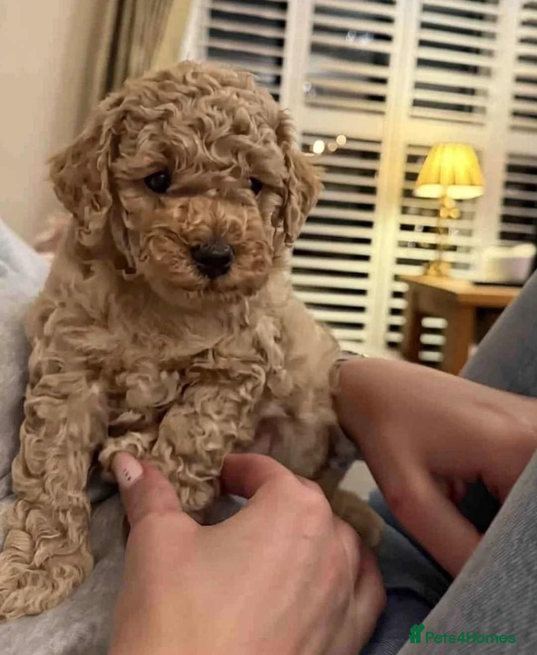 Mini Goldendoodle dogs for sale: Miniature Goldendoodles - Advert 3